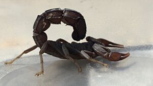 Archivo:Fat Tail Scorpion
