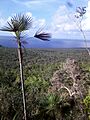 Flora del Parque Nacional