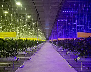 Archivo:Greenhouse in Kazakhstan