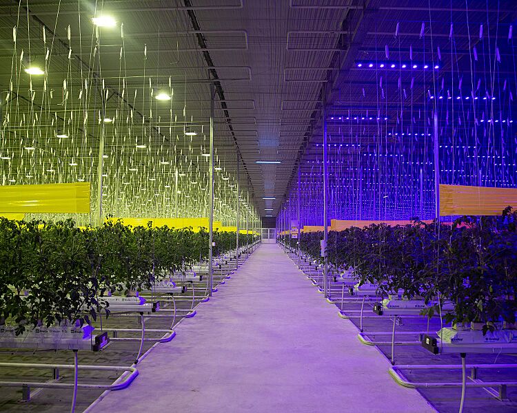 Greenhouse in Kazakhstan
