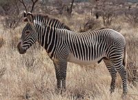 Archivo:Grevy's Zebra Stallion