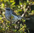 Grey Gerygone - Pureora Forest Park, New Zealand