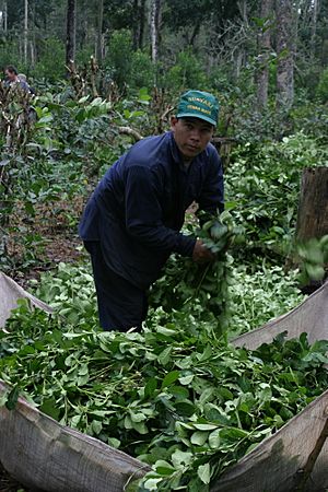 Archivo:Harvesting rainforest grown yerba mate in Paraguay