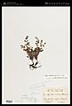 Herbarium specimen of Myosotis albiflora NY 02361256