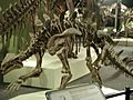 Huayangosaurus taibaii