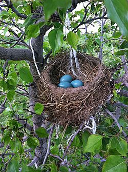 Archivo:Huevos azules de jardin