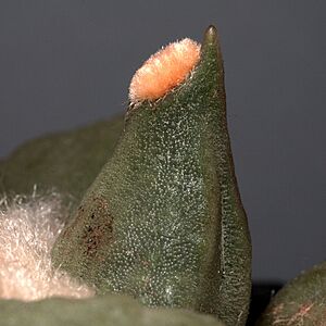 Archivo:IMG 3415-Ariocarpus retusus