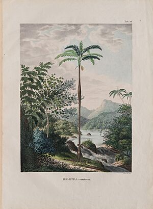 Archivo:Iriartea ventricosa (2), da Coleção Brasiliana Iconográfica