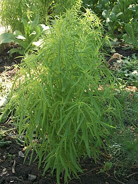 Kochia scoparia 01.JPG