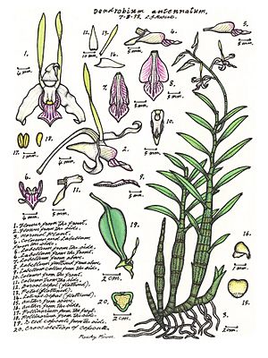 Archivo:LR018 72dpi Dendrobium antennatum