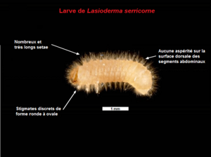 Archivo:Lasioderma serricorne-fr