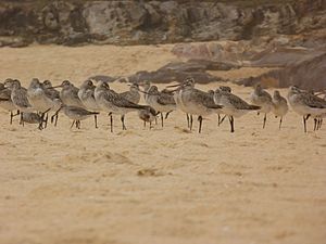 Archivo:Limosa lapponica and Calidris canutus (5164084934)