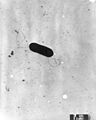 Listeria monocytogenes PHIL 2287 lores