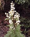 Lomatia silaifolia email