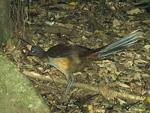 Archivo:Lyrebird Albert f 20091125 flash