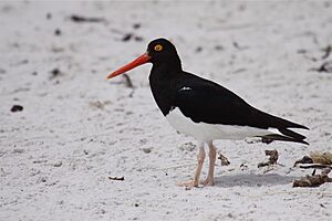 Archivo:Magellanic Oystercatcher