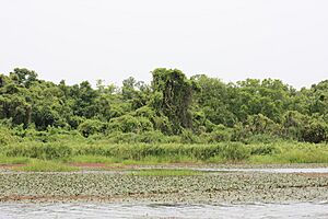 Archivo:Mare aux hippos MS 2068