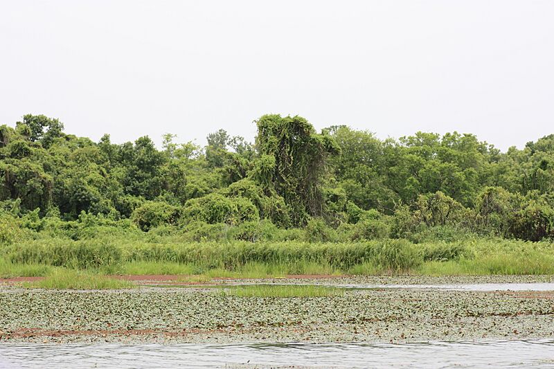 Mare aux hippos MS 2068
