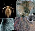 Marrella splendens by Haug et al