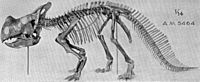 Archivo:Montanoceratops skeleton