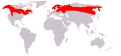 Áreas de distribución del alce eurasiático y del americano
