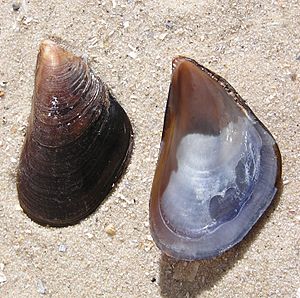 Mytilus galloprovincialis shell.jpg