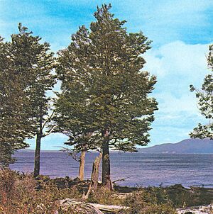 Archivo:Nothofagus pumilio