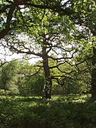 Oak tree in Blenheim Great Park - geograph.org.uk - 442339
