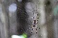 Orb Spider
