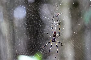 Archivo:Orb Spider