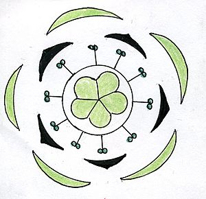 Archivo:Oxalis floral diagram