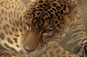 Archivo:Pantera onca. Jaguar. Costa Rica