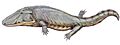 Paracyclotosaurus1DB