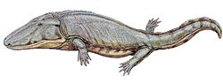 Paracyclotosaurus1DB.jpg