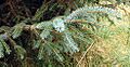 Picea sitchensis4