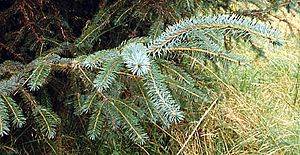 Archivo:Picea sitchensis4