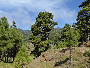 Archivo:Pinares canarios de El Hierro 03