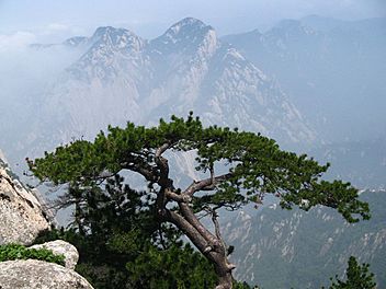 Archivo:Pinus tabuliformis Hua Shan5