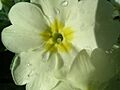 Primrose pin