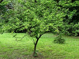 Archivo:Prunus americana Syrets1