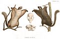 Pteromys leucogenys fauna japonica