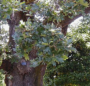 Archivo:Quercus garryana