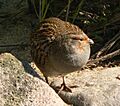 Rebhuhn perdix perdix 090501 We 041