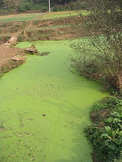 Archivo:River algae Sichuan