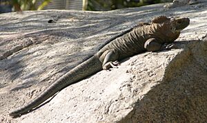 Archivo:Rock Iguana 2640
