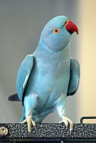 Archivo:Rose-ringed Parakeet (Psittacula krameri) -blue mutation2c