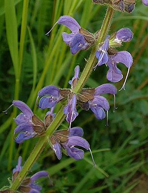 Archivo:Salvia pratensis