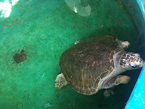 Archivo:Santuario de tortugas