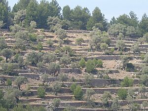 Archivo:Serra de Tramuntana Mallorca 2008 27
