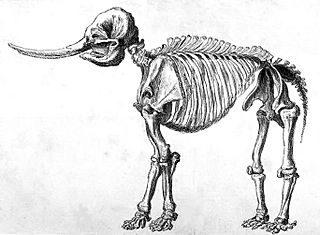 SimplifiedPealeMastodon.jpg